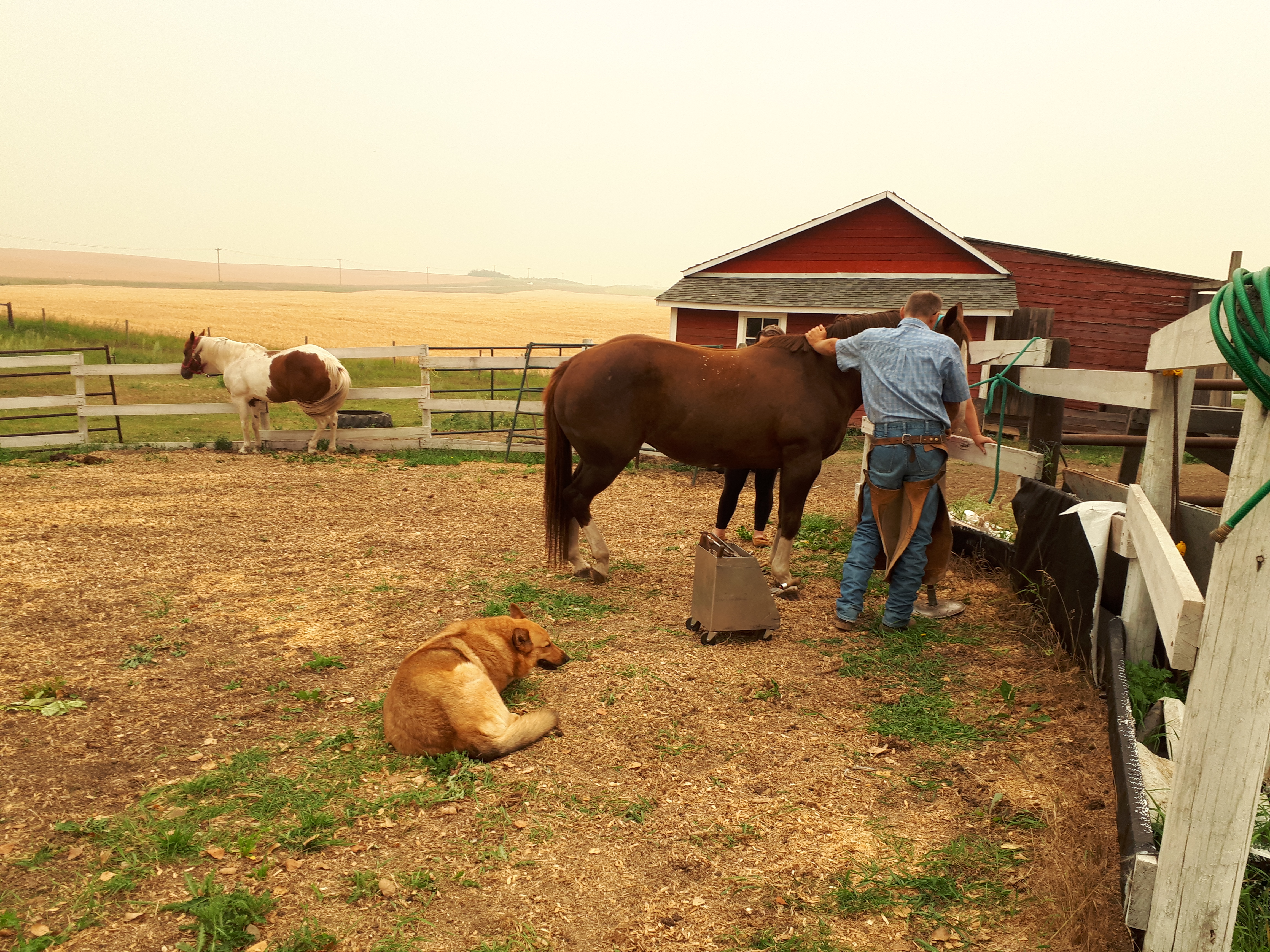 Farrier Day 2018